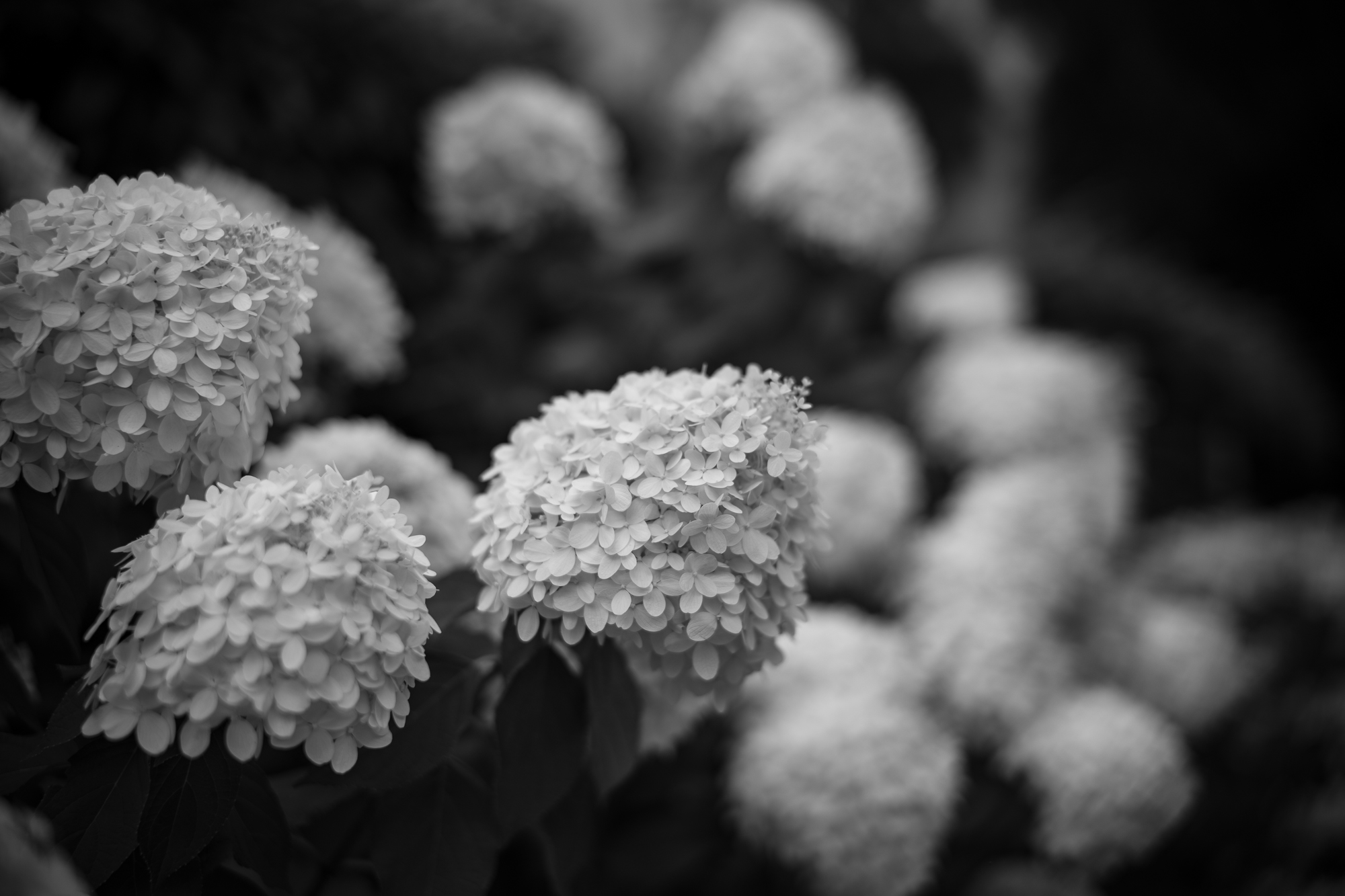 Obiektyw Voigtlander Nokton II 50 mm f/1,2 do Leica M